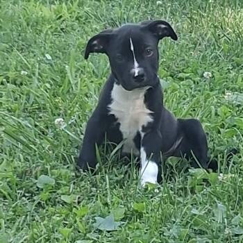 Spuddy FC -  Pit Bull Terrier Dog for Adoption in Union, Missouri - Spuddy FC | PetCurious