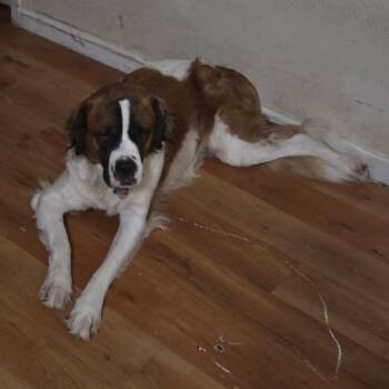 Tori -  Saint Bernard Dog for Adoption in Magnolia, Texas - Tori | PetCurious