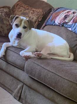 ZEIGH -  Pit Bull Terrier Dog for Adoption in Aliquippa, Pennsylvania - ZEIGH | PetCurious