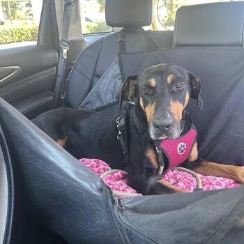 Doberman Pinscher Dogs Available for Adoption in Los Angeles, California - Bentley | PetCurious