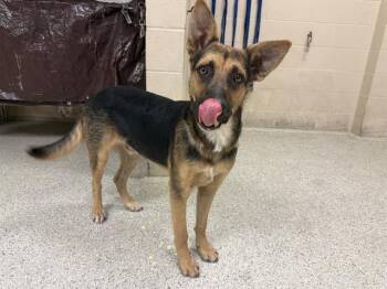 Rescue German Shepherd Dog and Mixed Breed Dogs for Adoption in Conroe, Texas - KYLO | PetCurious