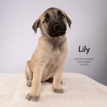Lily -  Shepherd Dog for Adoption in Yucaipa, California - Lily | PetCurious
