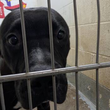 191715 Bingo LOOKING FOR OWNER -  Pit Bull Terrier Dog for Adoption in Ravenna, Ohio - 191715 Bingo LOOKING FOR OWNER | PetCurious