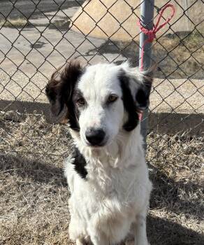 Rescue Border Collie Dogs for Adoption in Edna, Texas - Bella | PetCurious