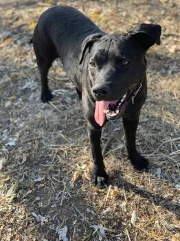 Rescue Terrier and Labrador Retriever Dogs for Adoption in Green Ridge, Missouri - Atlas (Attie) The All-Black Cutie With A Heart Of Gold! | PetCurious