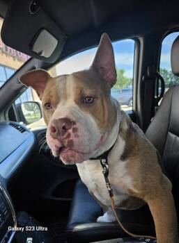 Rescue Terrier Dogs for Adoption in Waterloo, Iowa - Rufus | PetCurious