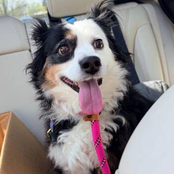 Australian Shepherd Dogs Available for Adoption - Panda | PetCurious