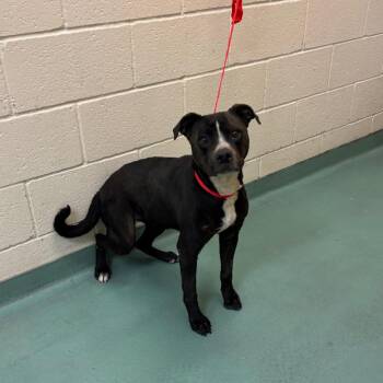 Amica -  Mixed Breed Dog for Adoption in Memphis, Tennessee - Amica | PetCurious