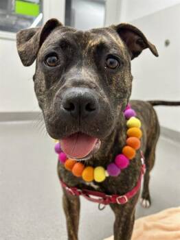 Rescue Pit Bull Terrier Dogs for Adoption in San Francisco, California - Akasha | PetCurious