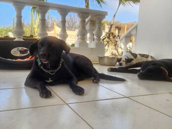 Onyx -  Labrador Retriever Dog for Adoption in Glen Rock, New Jersey - Onyx | PetCurious