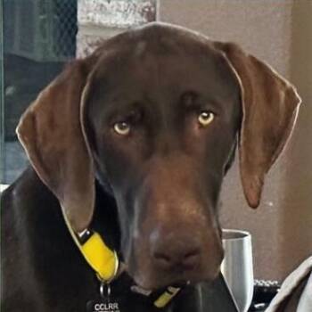 Labrador Retriever and German Shorthaired Pointer Dogs Available for Adoption - Hunter | PetCurious