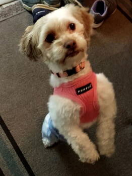 Rescue Shih Tzu and Poodle Dogs for Adoption in Pataskala, Ohio - Poppy Mae-OS | PetCurious