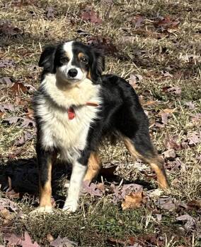 Rescue Australian Shepherd Dogs for Adoption in Zanesville, Ohio - Ellie | PetCurious