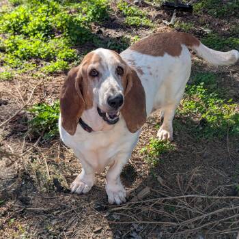 Basset Hound Dogs Available for Adoption in Plainfield, Illinois - Eddie | PetCurious