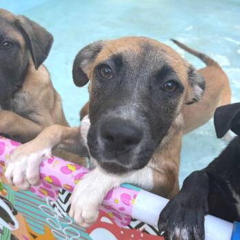 Kristine -  Hound and Labrador Retriever Dog for Adoption in Wheeling, Illinois - Kristine | PetCurious