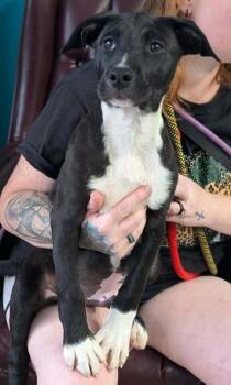 Jinhu -  Border Collie and Mixed Breed Dog for Adoption in La Harpe, Kansas - Jinhu | PetCurious