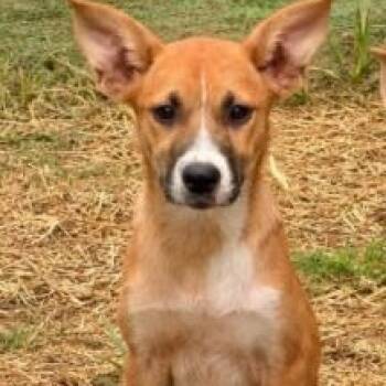Ronnie -  Shepherd and Labrador Retriever Dog for Adoption in Kalamazoo, Michigan - Ronnie | PetCurious