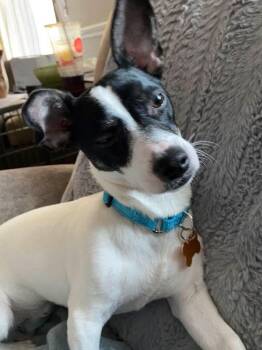 Jack Russell Terrier Dogs Available for Adoption - Hank | PetCurious