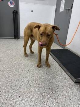Alf -  Terrier and Mixed Breed Dog for Adoption in Gastonia, North Carolina - Alf | PetCurious