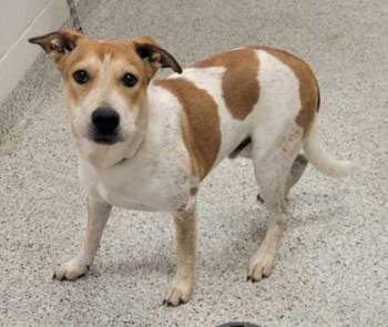 Indo -  Mixed Breed Dog for Adoption in Kansas City, Missouri - Indo | PetCurious