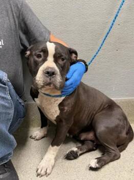 JILL -  Pit Bull Terrier Dog for Adoption in Las Vegas, Nevada - JILL | PetCurious
