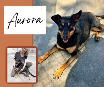 Rescue Shepherd Dogs for Adoption in Albuquerque, New Mexico - Aurora | PetCurious