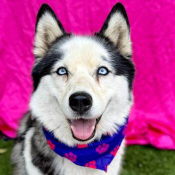 Rescue Siberian Husky Dogs for Adoption in Rowland Heights, California - CRYSTAL | PetCurious