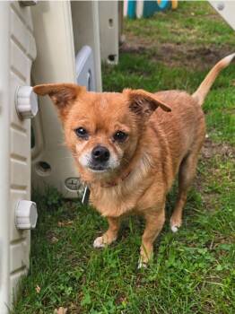 Shadow -  Chihuahua Dog for Adoption in Oxford, Michigan - Shadow | PetCurious