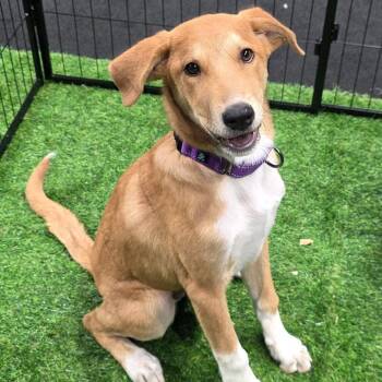 Shepherd Dogs Available for Adoption - Pancake BW | PetCurious