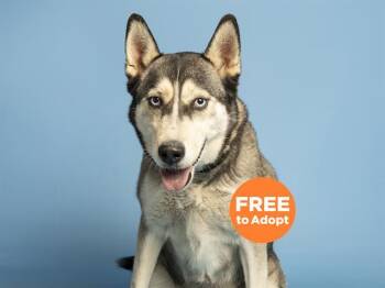 Siberian Husky Dogs Available for Adoption in Phoenix, Arizona - FIONA | PetCurious