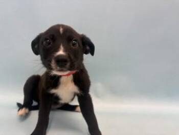 Fiona -  Labrador Retriever and Mixed Breed Dog for Adoption in Golden Valley, Minnesota - Fiona | PetCurious