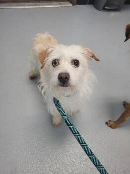 Ic 4 Alice -  Terrier Dog for Adoption in Lawrenceville, Georgia - Ic 4 Alice | PetCurious