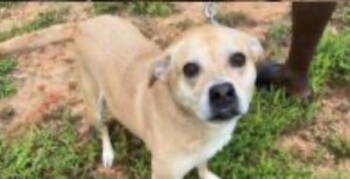 Rescue Terrier Dogs for Adoption in Milton, Georgia - Pheobie Haven | PetCurious