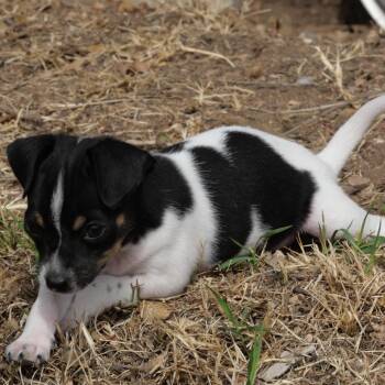 Chihuahua Dogs Available for Adoption - Cleopatra | PetCurious