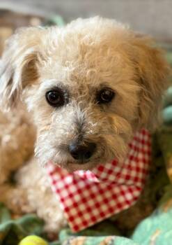 Bigue -  Poodle Dog for Adoption in Elmwood Park, Wisconsin - Bigue | PetCurious