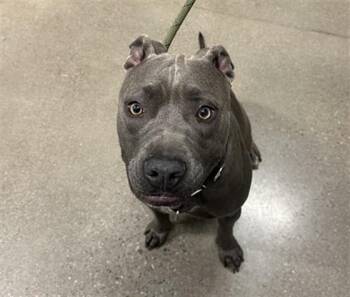 Pit Bull Terrier Dogs Available for Adoption in Globe, Arizona - JADE | PetCurious