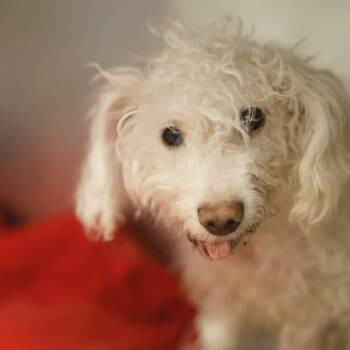 TSUKI -  Poodle Dog for Adoption in San Antonio, Texas - TSUKI | PetCurious