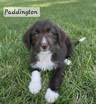 Paddington -  Terrier Dog for Adoption in Manchester, Connecticut - Paddington | PetCurious