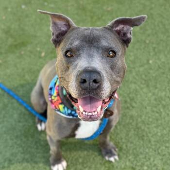 Rescue Pit Bull Terrier and Cane Corso Dogs for Adoption in Apache Junction, Arizona - Steve | PetCurious