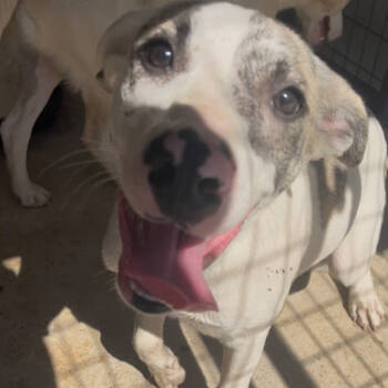 Rescue Labrador Retriever and Hound Dogs for Adoption in Parrish, Alabama - Adrien | PetCurious