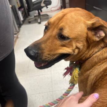 Bubba 20D26 -  Mixed Breed Dog for Adoption in Napoleon, Ohio - Bubba 20D26 | PetCurious