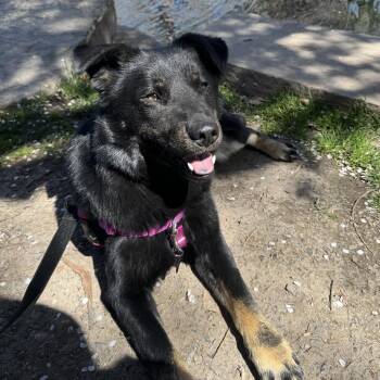 Mixed Breed Dogs Available for Adoption in Murray, Utah - Jasper | PetCurious
