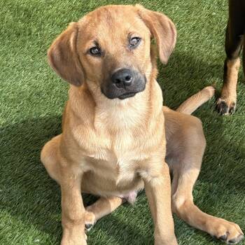 Rottweiler Dogs Available for Adoption in Krum, Texas - Shiloh | PetCurious