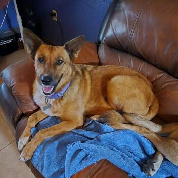 Belgian Shepherd Malinois Dogs Available for Adoption in Harlingen, Texas - Ginger | PetCurious