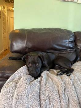 Mixed Breed Dogs Available for Adoption in Lexington, Kentucky - Hot Sauce | PetCurious