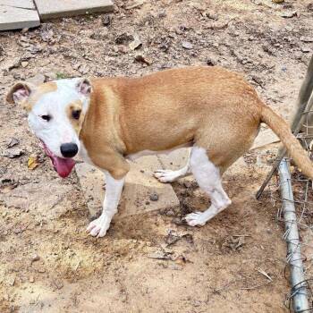 Rescue Terrier and Mixed Breed Dogs for Adoption in Hackett, Arkansas - Prissy | PetCurious