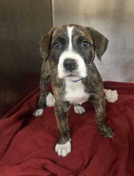 Bowie -  Pit Bull Terrier and Mixed Breed Dog for Adoption in Westland, Michigan - Bowie | PetCurious