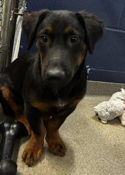 Rocco 4m Ava 9/16 -  Hound Dog for Adoption in Sterling, Massachusetts - Rocco 4m Ava 9/16 | PetCurious