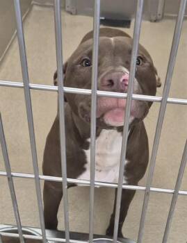 Pit Bull Terrier Dogs Available for Adoption in Decatur, Illinois - TOOTSIE ROLL | PetCurious