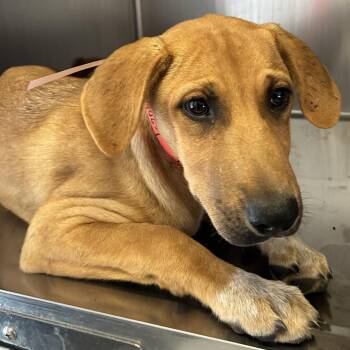 IVHS-Stray-140657 -  Shepherd and Great Dane Dog for Adoption in San Gabriel, California - IVHS-Stray-140657 | PetCurious